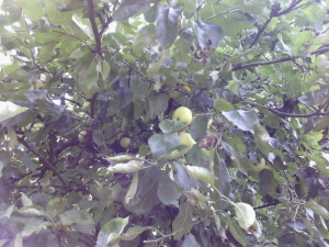 Äpfel direkt vom Baum