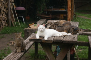 Guests on canoes – cats play