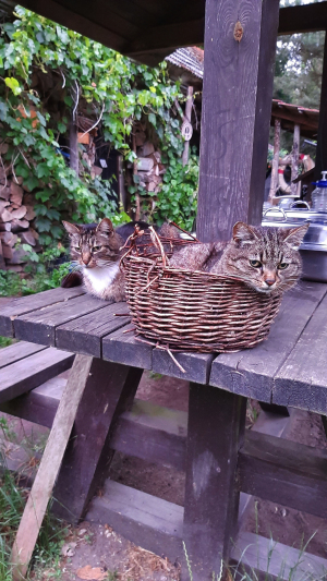 Mruczka the cat took my place in the beach basket again…